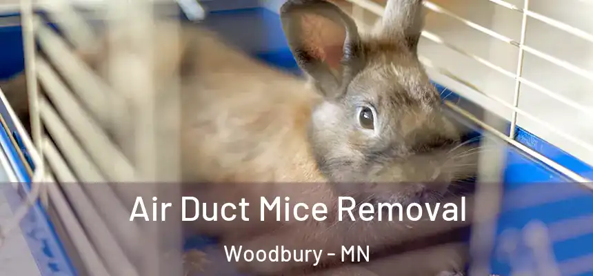 Air Duct Mice Removal Woodbury - MN